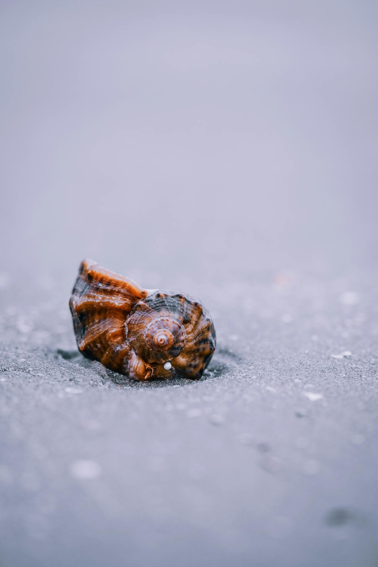 pexels didsss 6832324